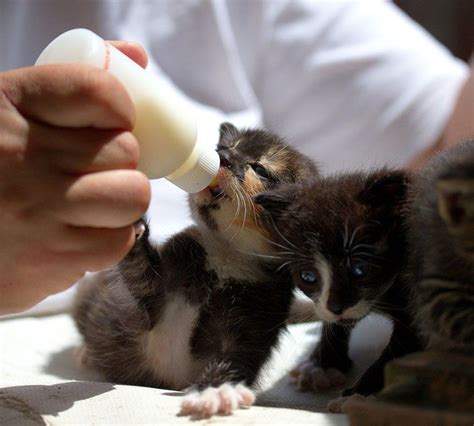 ¿qué comen los gatos bebés recién nacidos 1 2 y 3 meses 2022