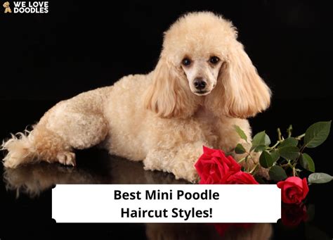 14 Best Mini Poodle Haircut Styles 2023 We Love Doodles