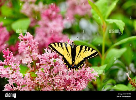 Canadian Tiger Swallowtail Papilio Canadensis Nectaring On Azalea