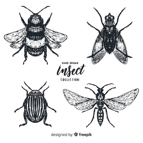 Free Vector Realistic Hand Drawn Insects Sketch Set