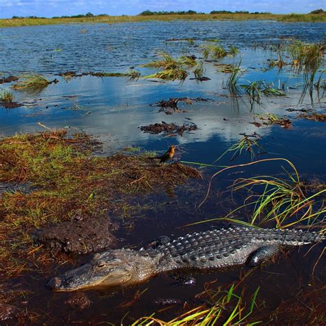 Everglades National Park Everglades Florida Take An