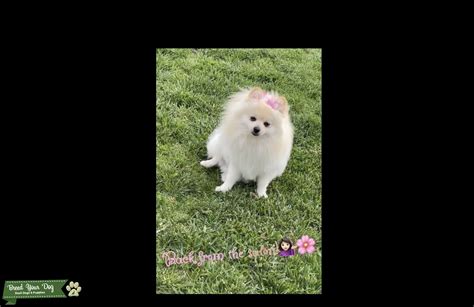 Pomeranian Stud Dog In California United States Breed Your Dog