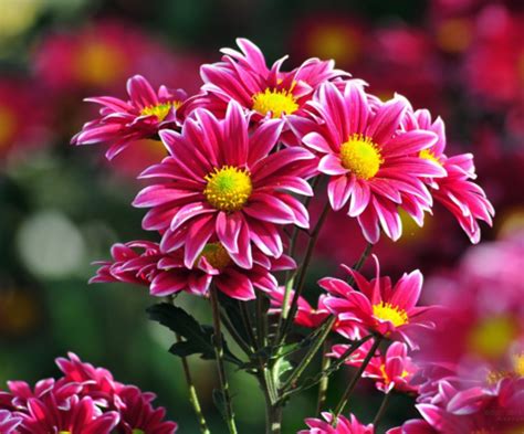 Menanam bunga hias gantung untuk mempercantik teras dan halaman rumah minimalis. Cara Budidaya Tanaman Hias Bunga Krisan dengan Mudah ...