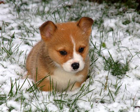 Their stumpy legs, their beaming attitude and their. Cute Corgi Puppies Images - Pictures Of Animals 2016