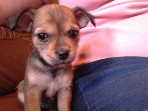 Chorkie Puppies For Sale Atlanta Ga 169333 Petzlover