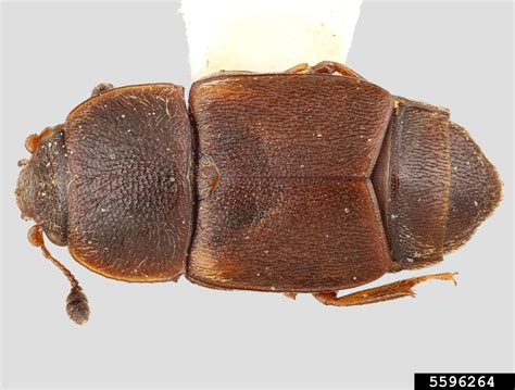 Dusky Sap Beetle Carpophilus Lugubris