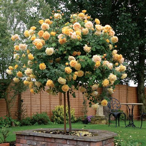 Aiden Gardens Rare Grafted English Tree Rose Plant Golden Celebration