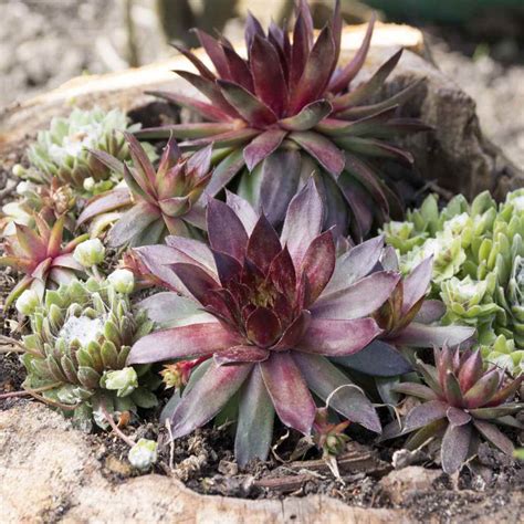 Sempervivum Seed Hens And Chicks Ground Cover Seeds