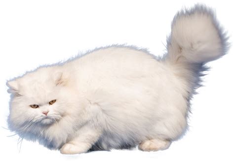 Persian Cat Png Transparent Images Png All