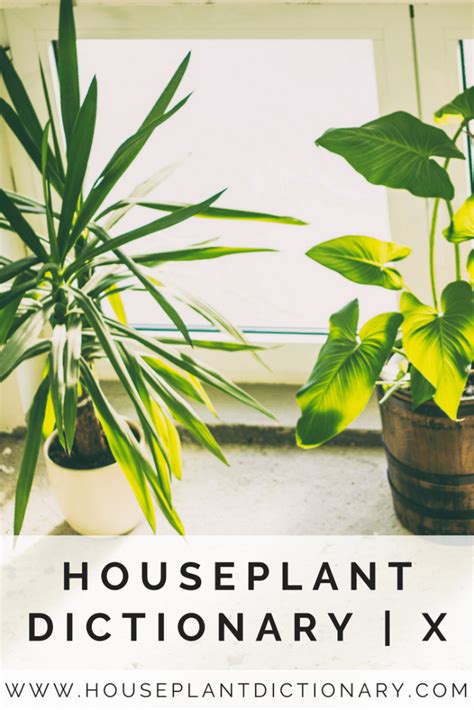 39 House Plants Names And Photos Pictures