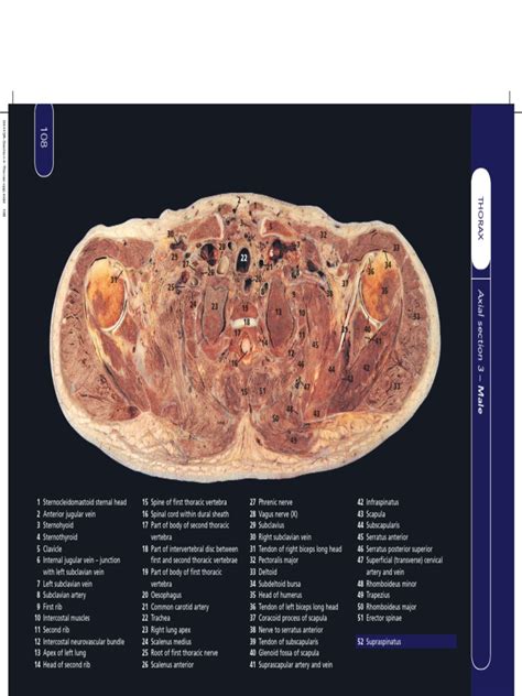 Human Sectional Anatomy Atlas Of Body Sections Ct And Mri Images 4ed