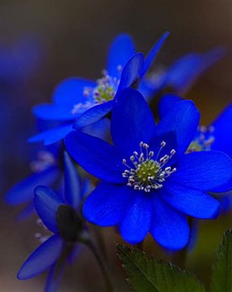 Blue Flower Of Gentle Softness New Earth Heartbeat