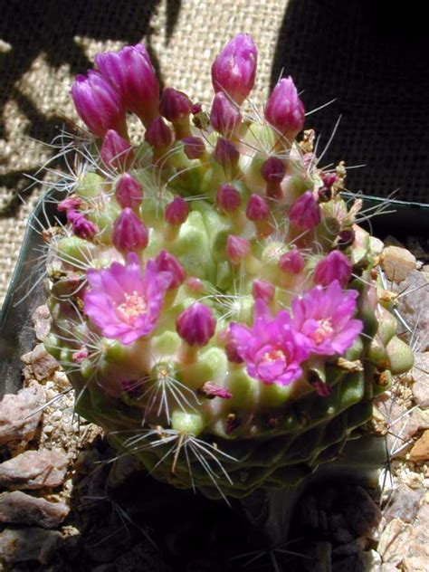 Grow mammillaria at home quite easily. Mammillaria crinita f. zeilmanniana 'Drop Dead Fred'