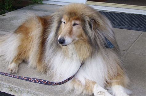 Rough Collies For Rehoming Along With Adopting Procedures