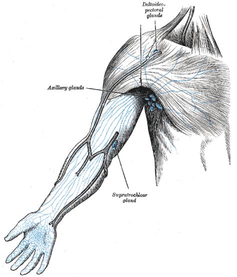 Anatomy Head And Neck Lymph Nodes Article
