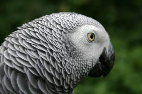 Fileafrican Grey Parrot