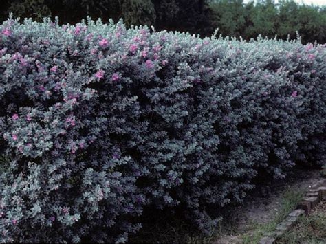 Explore the wildflowers and native plants of texas in the beautiful gardens at the lady bird johnson wildflower center. Leucophyllum_Frutescens_Texas_Sage_Native_Landscaping ...