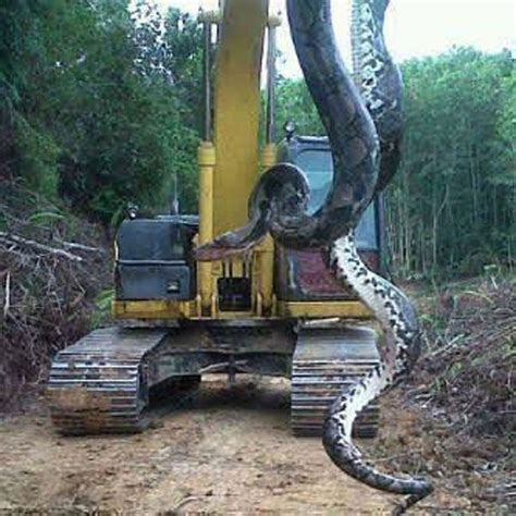 Found In Ocala Florida Worlds Largest Snake Giant Snake Snake Photos