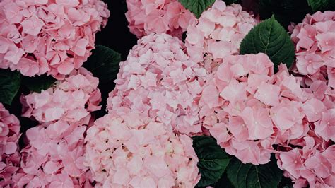 Jul 12, 2021 · hydrangea: Download wallpaper 3840x2160 hydrangea, flowers, pink ...