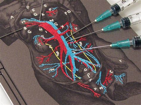 Human Anatomy Journal Dissection Of A Male Torso Anatomical Etsy