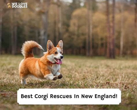 5 Best Corgi Rescues In New England 2024 We Love Doodles