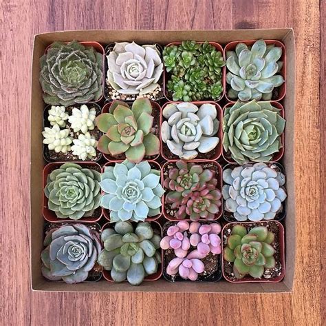 16 Succulent Plants In Kraft T Box With Your Choice Of Ribbon