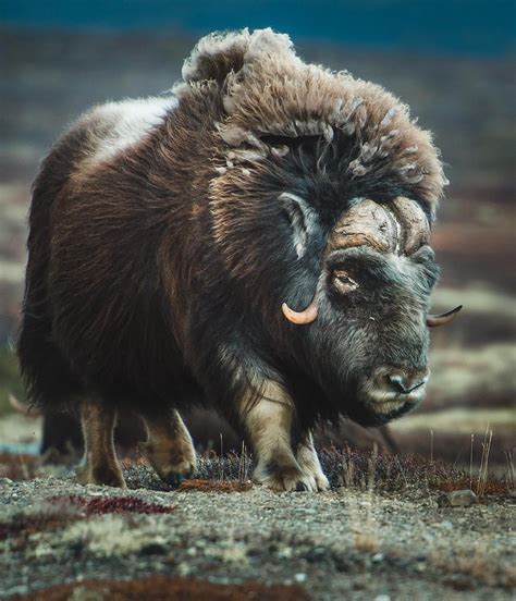The Majestic Muskox One Of The Most Interesting Animals Ive Ever