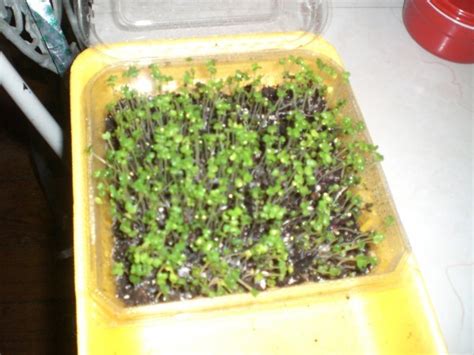 Grow Microgreens At Home Thriftyfun