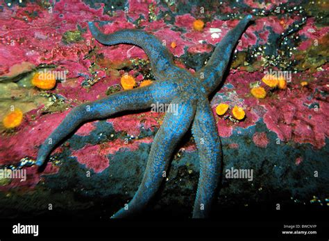 Sea Star Linckia Sp Captive Stock Photo Alamy