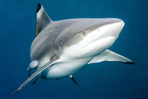 What Sharks Are In The Sc Waters Series Learn About Blacktip Sharks