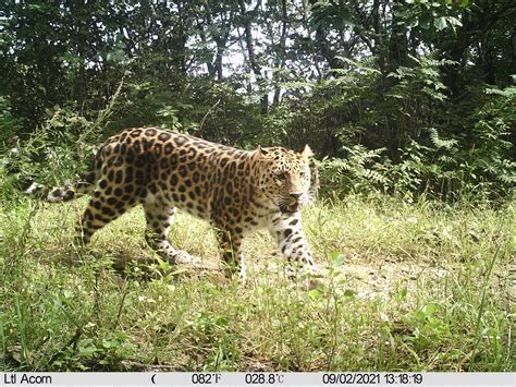 The Growth Of Amur Leopards And Tigers In China Wildcats Conservation