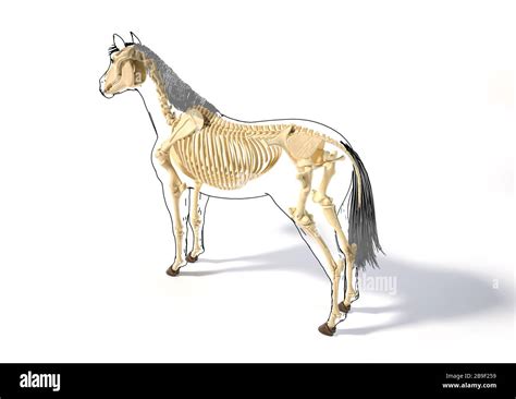 Skeletal System Of A Horse With Black Outline Side Perspective On