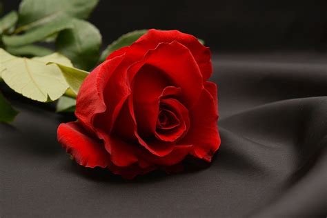 20 Gambar Bunga Mawar Indah Ini Pasti Akan Menghipnotismu Spirit Of Dhuha