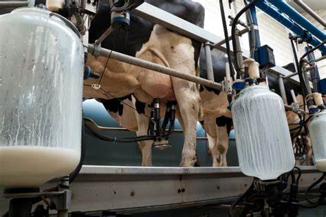Deranged Leftists Now Claim That Milking Cows Is An Act Of