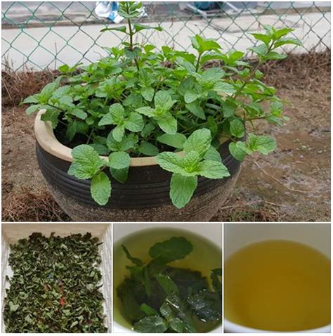 Cuci semua bahan hingga bersih. Khasiat Teh Hijau Pudina | Panas