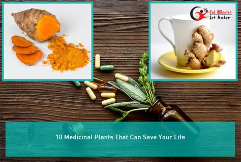10 Medicinal Plants That Can Save Your Life