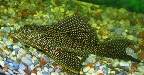 Kebaikan yang kita dapatkan di dunia seharusnya menjadi kendaraan kita untuk beribadah. Apakah Ikan Sapu-sapu Bisa Dimakan? | Drh. Fira Sovica