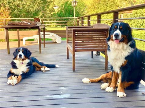 Go to yahoo images and type in german shepard puppies or bernese mountain dog puppies. Bernese Mountain Dog Puppy For Sale Near Me Raising A ...