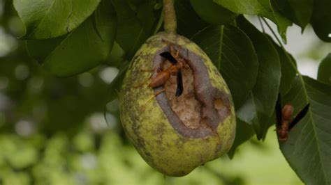 Rotten Pears | Moonshiners | Discovery