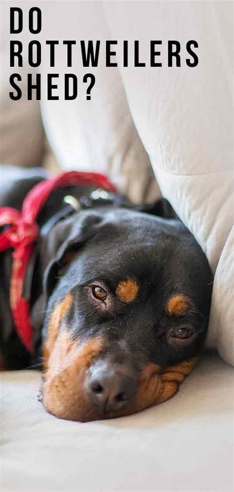 Depending on the breed of your dog, the frequency and amount of shedding vary. Do Rottweilers Shed? What To Expect From Your Rottie's ...