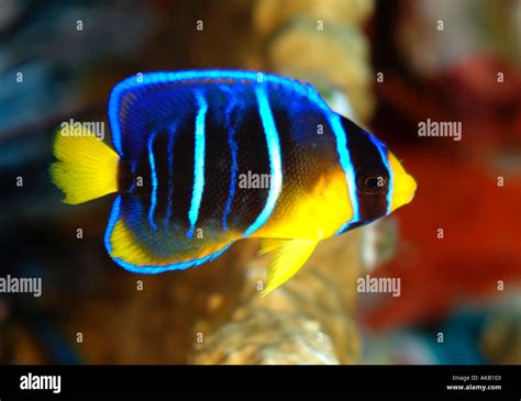 Juvenile Blue Angelfish In The Gulf Of Mexico Off Texas Stock Photo