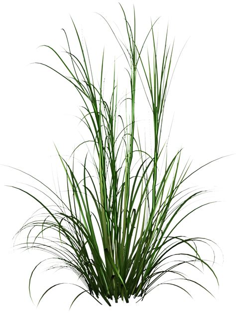 Tall Grass Png Hd Photo 44170 Free Icons And Png Backgrounds