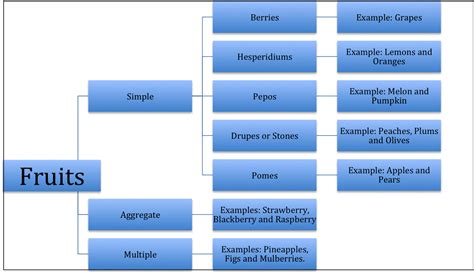 The Fruit Types Of Fruits Definition Classification Composite Aggregate