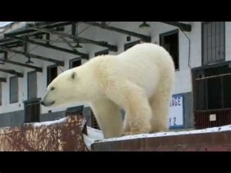 Il est communément connu sous le nom d'ours blanc. Ours Polaires En Antarctique - Pewter