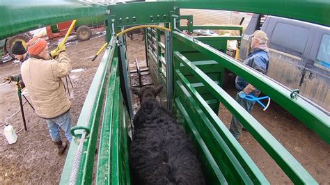 Examining Heifers With The New Arrowquip Chute Youtube