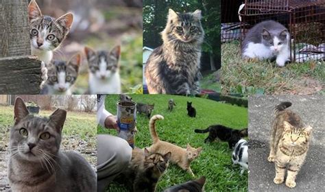 Humane Society Of Charles County Inc National Feral Cat Day 2021