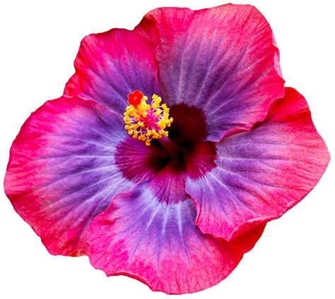 Polish your personal project or design with these purple flower transparent png images, make it even more personalized and more attractive. transparent-flowers: Hibiscus. (x). | Hibiscus flowers ...