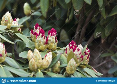 Rhododendron Or Rosebay Leaves And Buds Ready To Open In Spring Garden