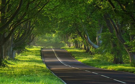 Wallpapers Nature Road Path Trees Atmosphere Mood Hd 2560x1600