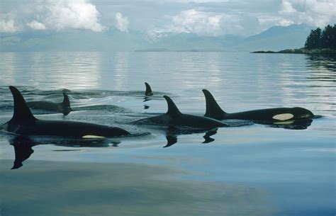 Orca Group In Johnstone Strait Photograph By Flip Nicklin